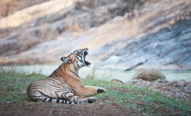 Der Ranthambhore Nationalpark