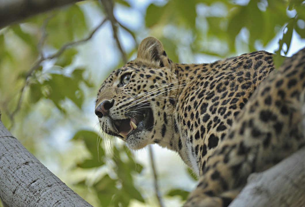 Der Ranthambhore Nationalpark