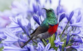 Tsitsikamma Nationalpark / Garden Route