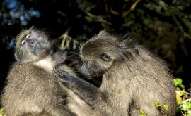 Tsitsikamma Nationalpark / Garden Route
